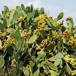 Nel Cuore Del Salento Dimora Tipica Σπίτι διακοπών