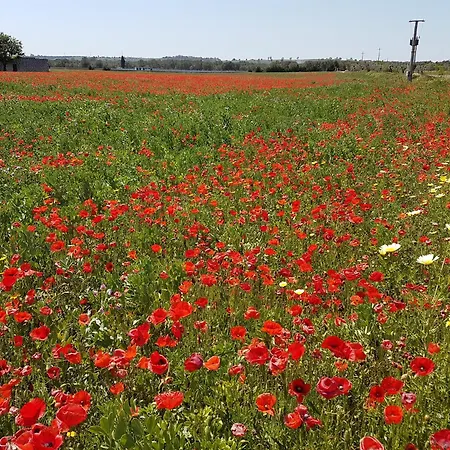 Hébergement de vacances Nel Cuore Del Salento Dimora Tipica *