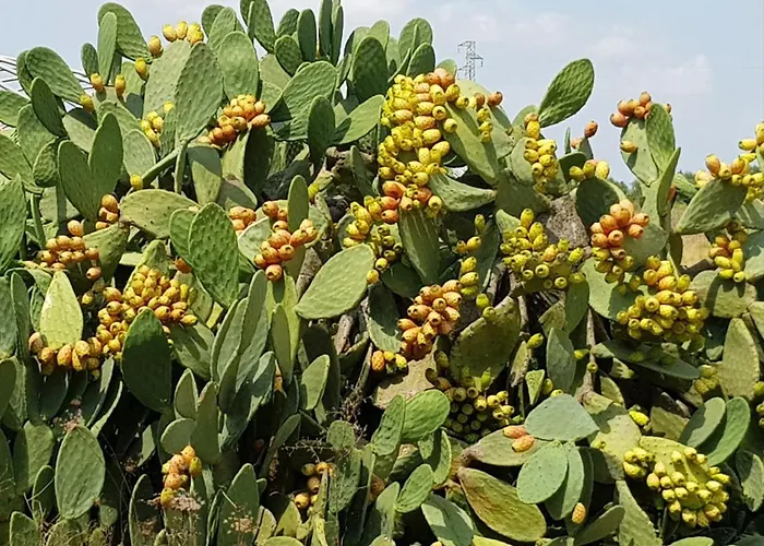 Nel Cuore Del Salento Dimora Tipica Prázdninový dům